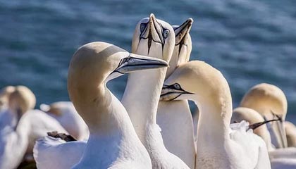 世界杯高清比赛视频-谷爱凌、李方慧包揽金银牌 中国队5金收官