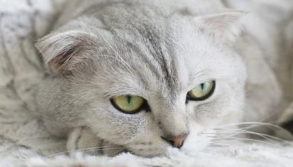 世界杯官方观看软件-“闽超”下月开赛厦门队开始集训 高达明出任主教练